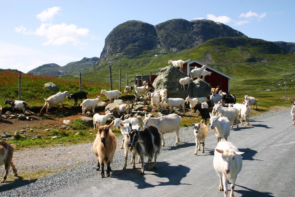 Liatoppen Fjellhotell Ål Dış mekan fotoğraf